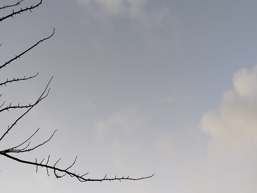 un pájaro sentado en la parte superior de la rama de un árbol