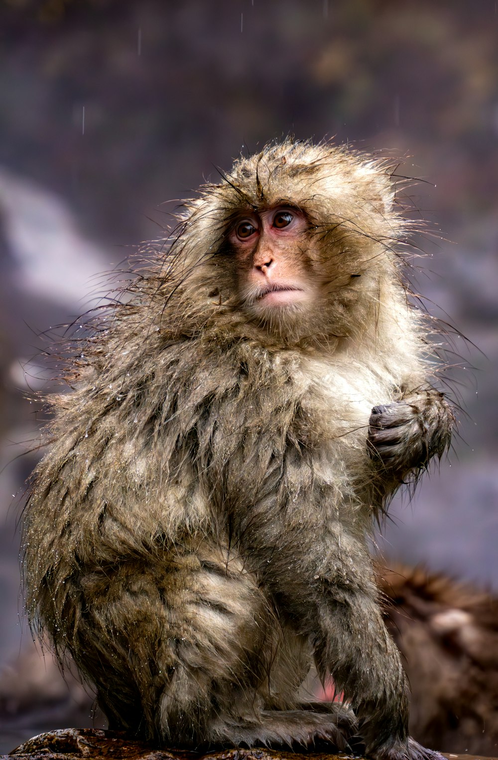 a monkey sitting on a rock in the rain