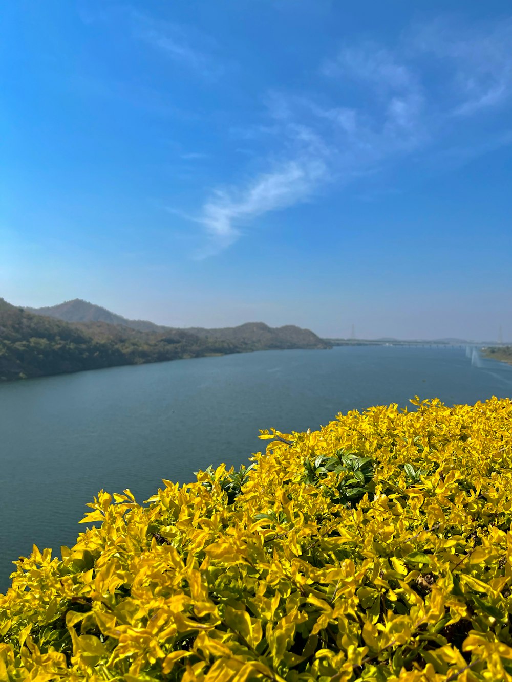 a field of yellow flowers next to a body of water