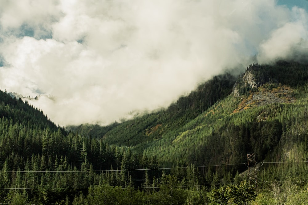 a view of a mountain with a forest in the foreground