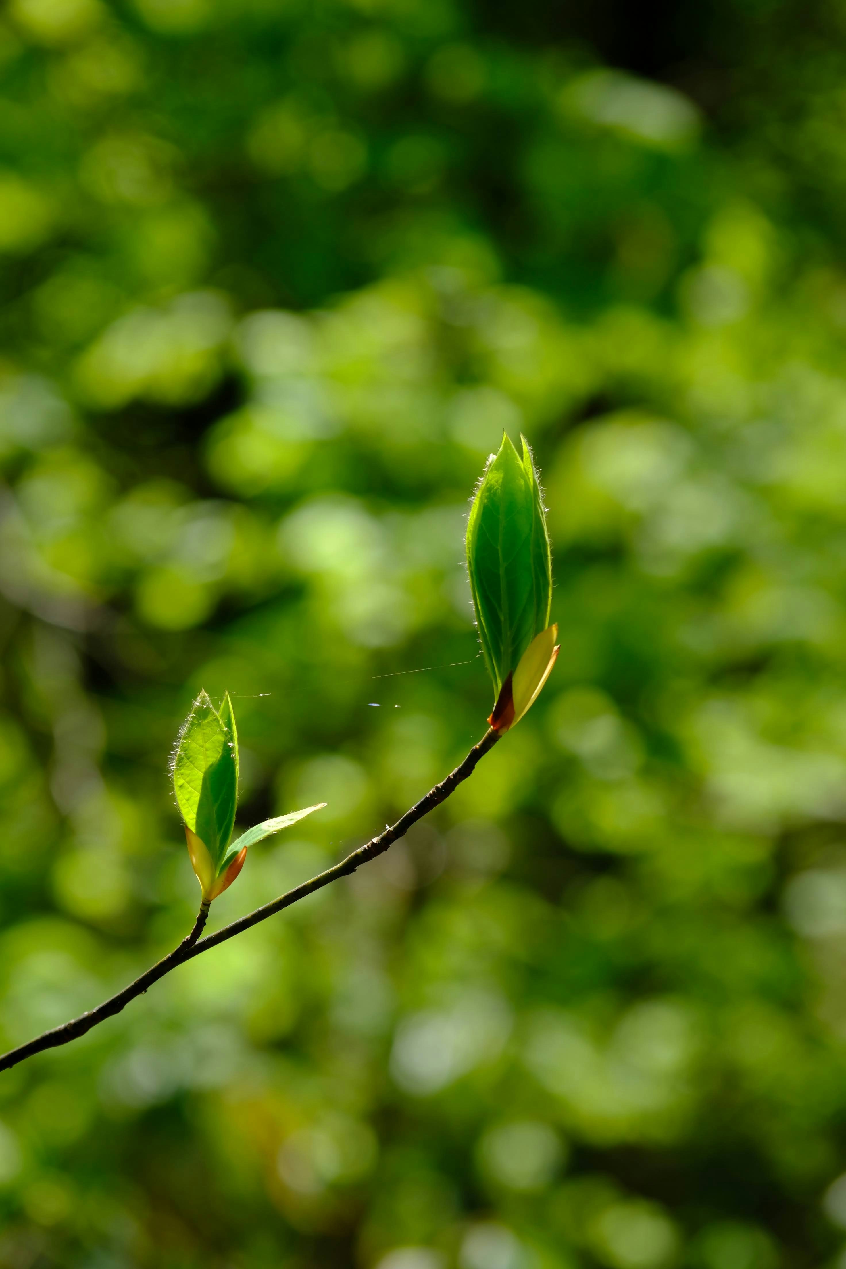 Photo by seiya_maeda