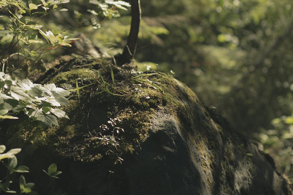 a moss covered rock in the middle of a forest