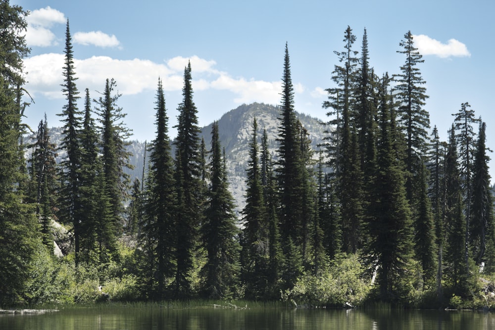 a lake surrounded by trees with a mountain in the background