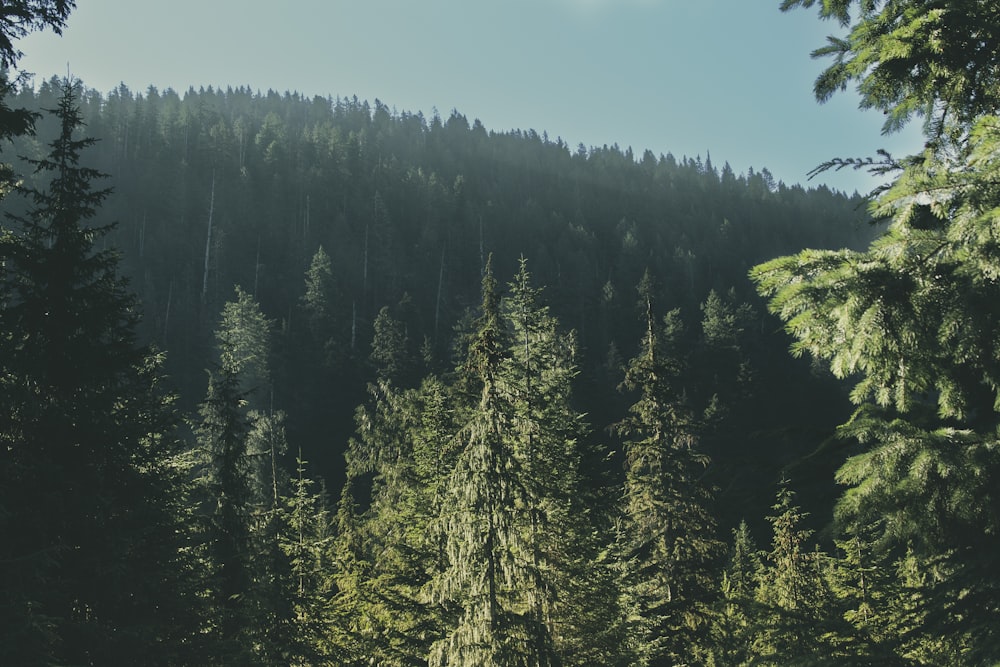 a group of trees in a forest with a mountain in the background