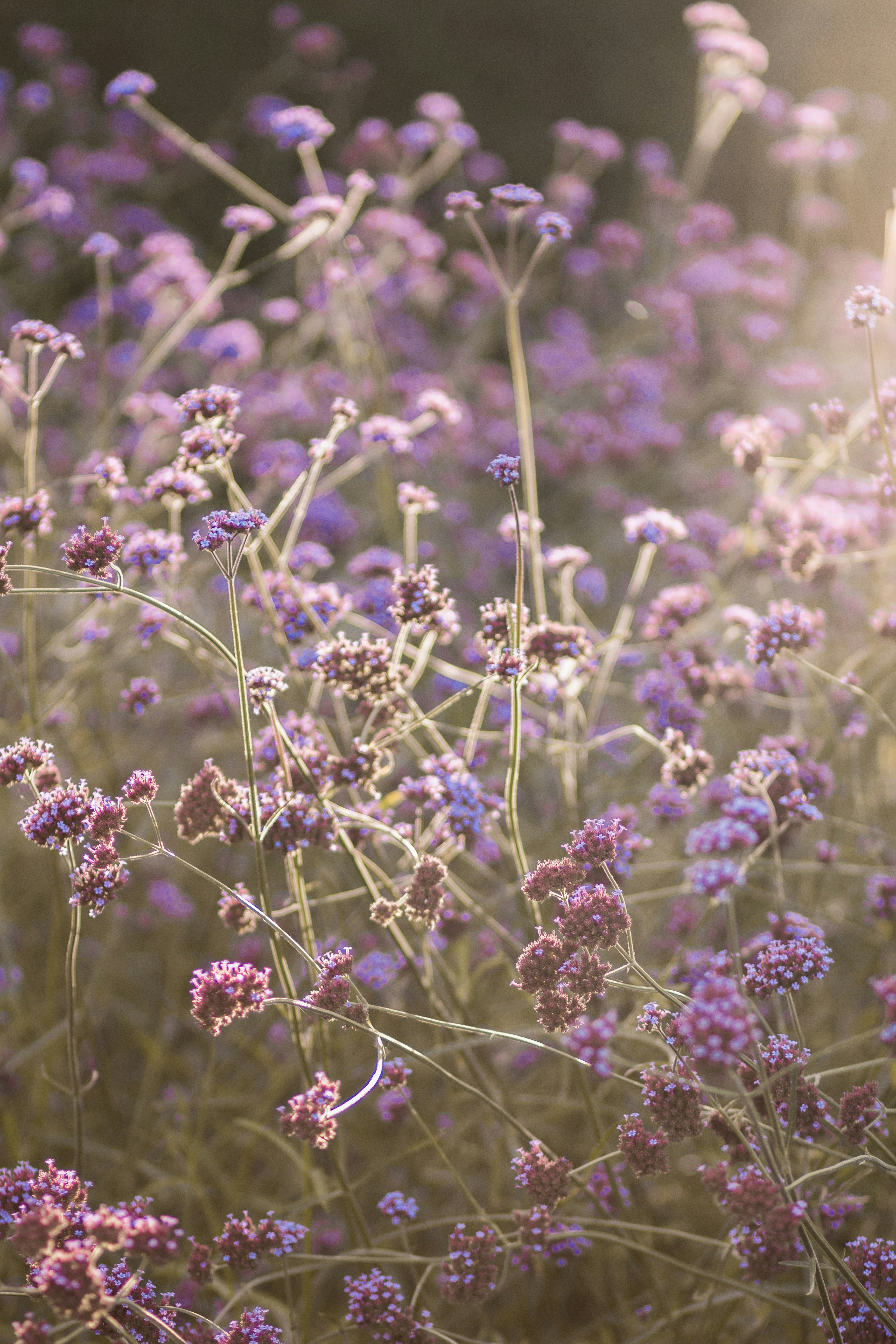 Um campo cheio de flores roxas com árvores ao fundo foto – Imagem grátis  sobre Flor na Unsplash, image size:3000x4500