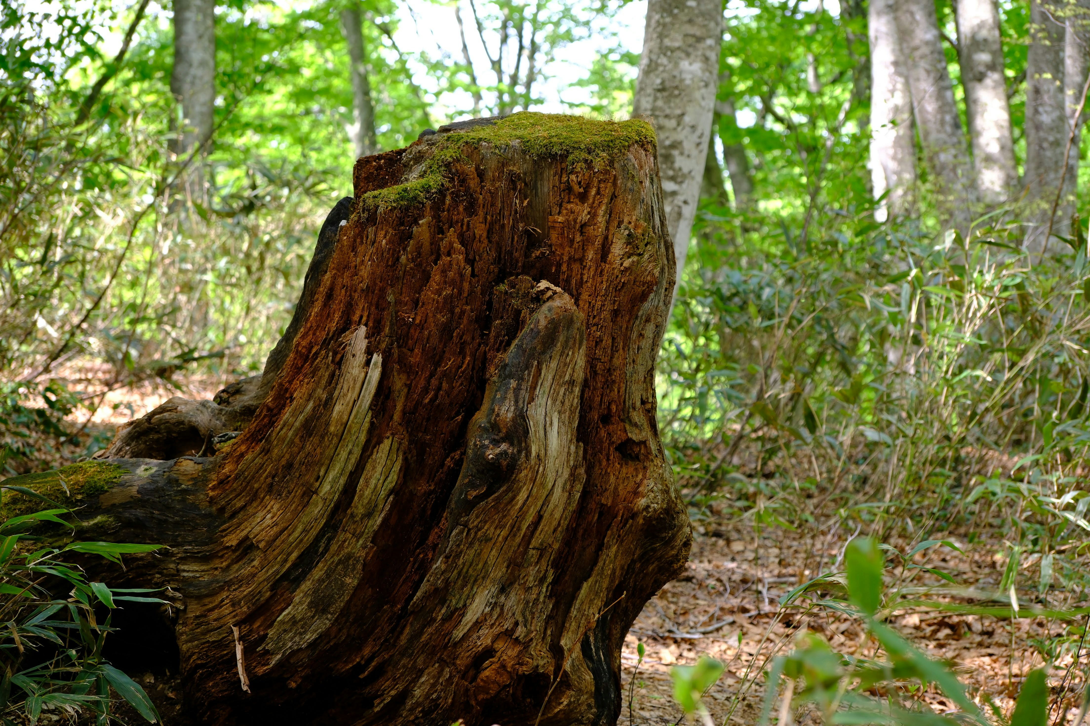 Photo by seiya_maeda