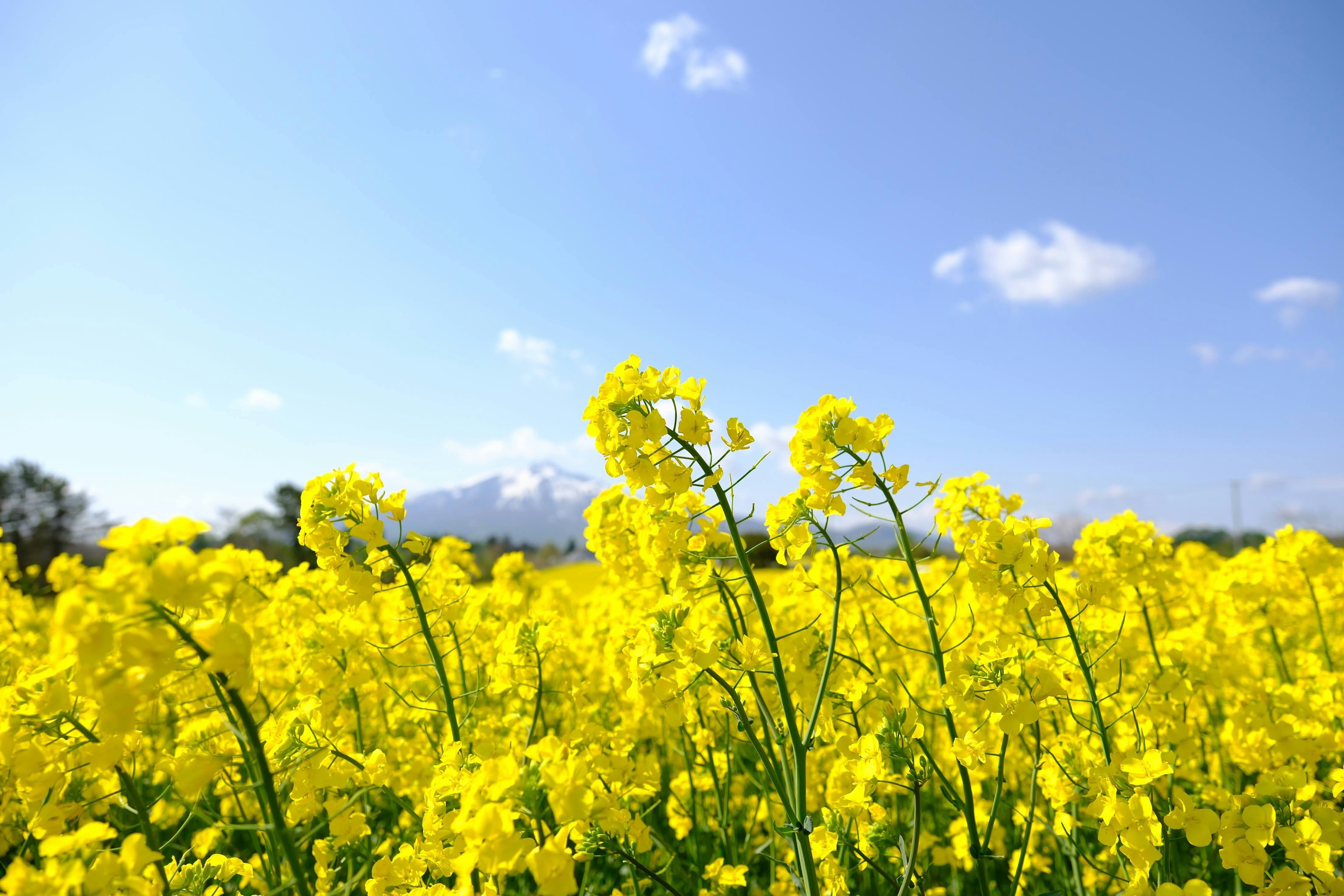 Photo by seiya_maeda