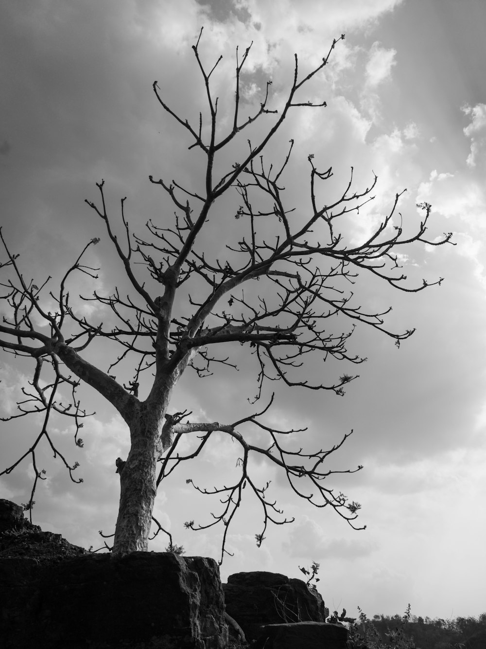 a black and white photo of a tree with no leaves