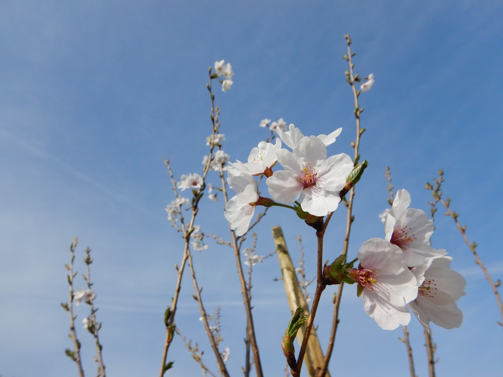 a close up of a flower on a tree