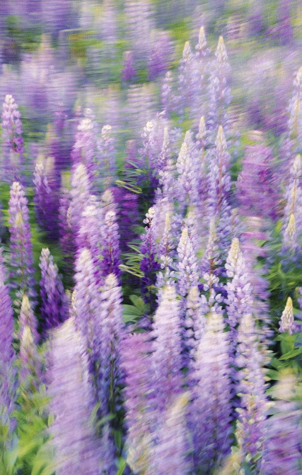 a field full of purple and white flowers