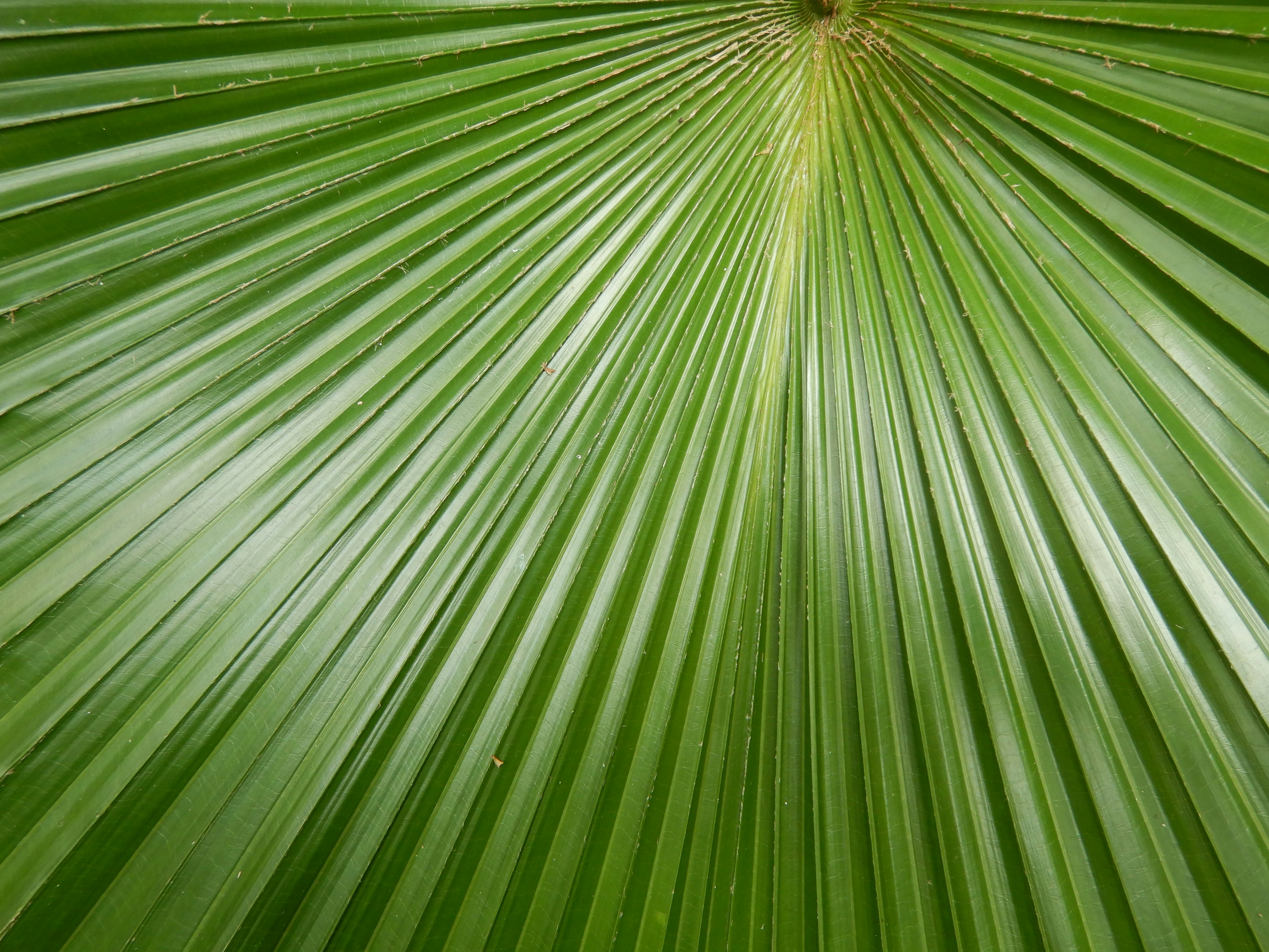 a close up of a green palm leaf