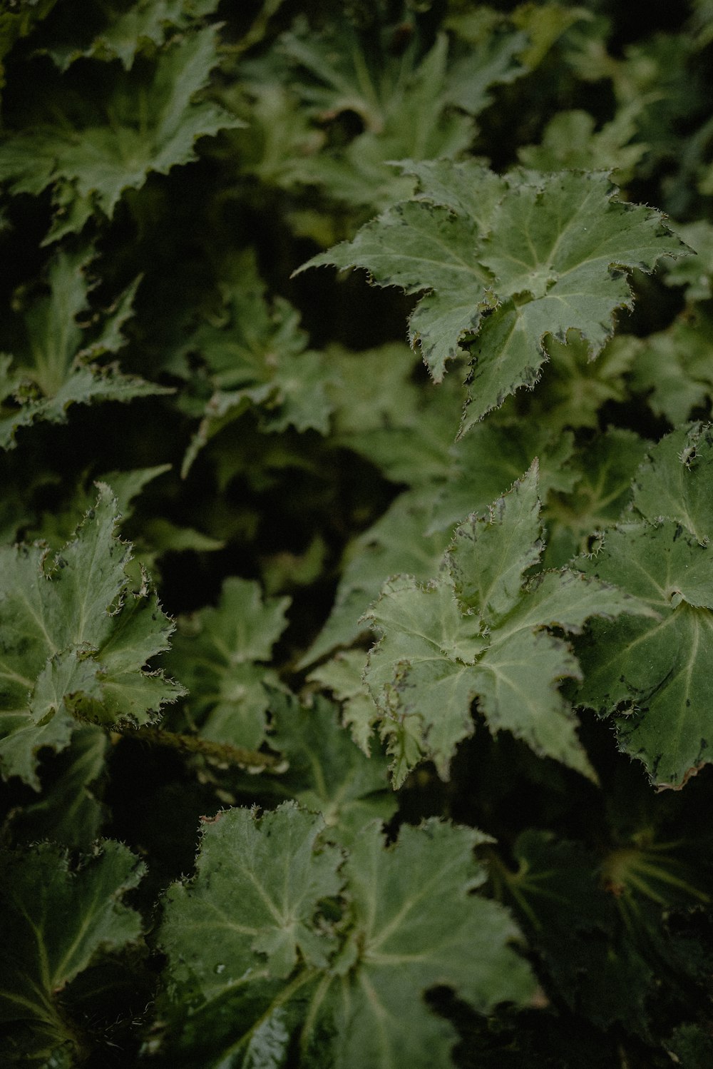 a close up of a plant with green leaves