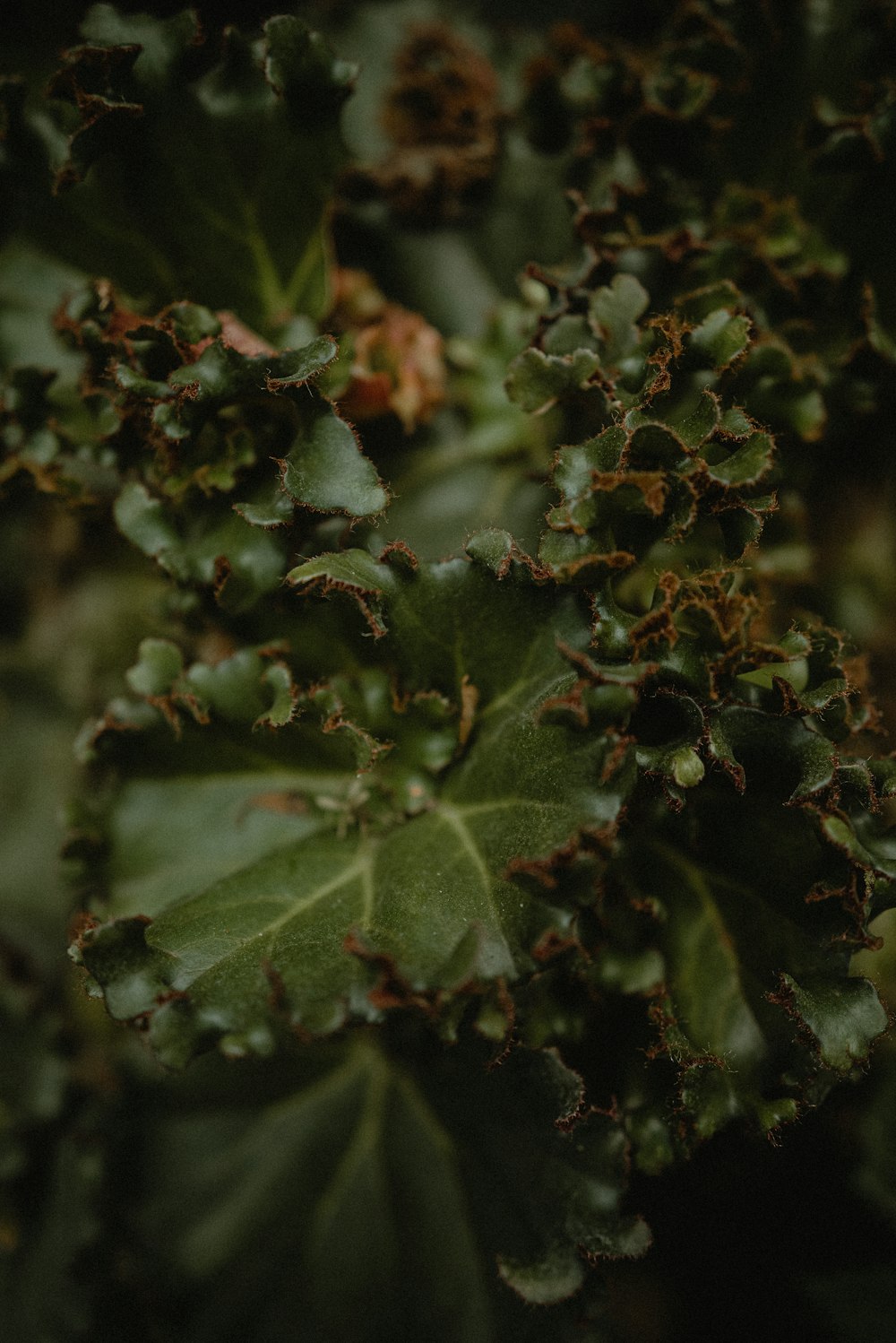 a close up of a plant with green leaves