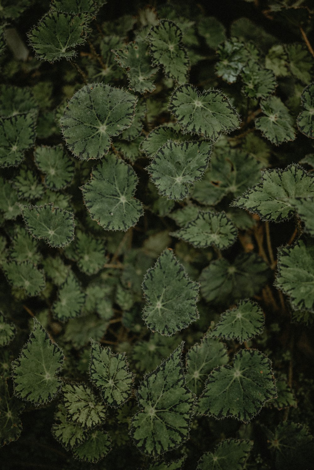 a close up of a bunch of green leaves