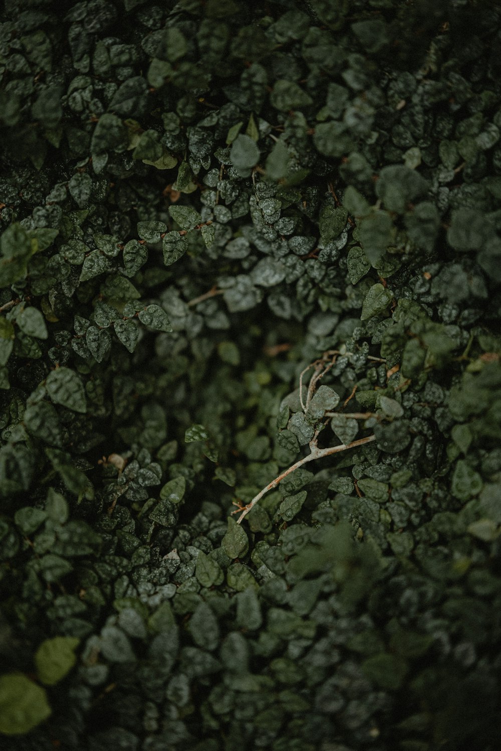 a close up of a bunch of green leaves