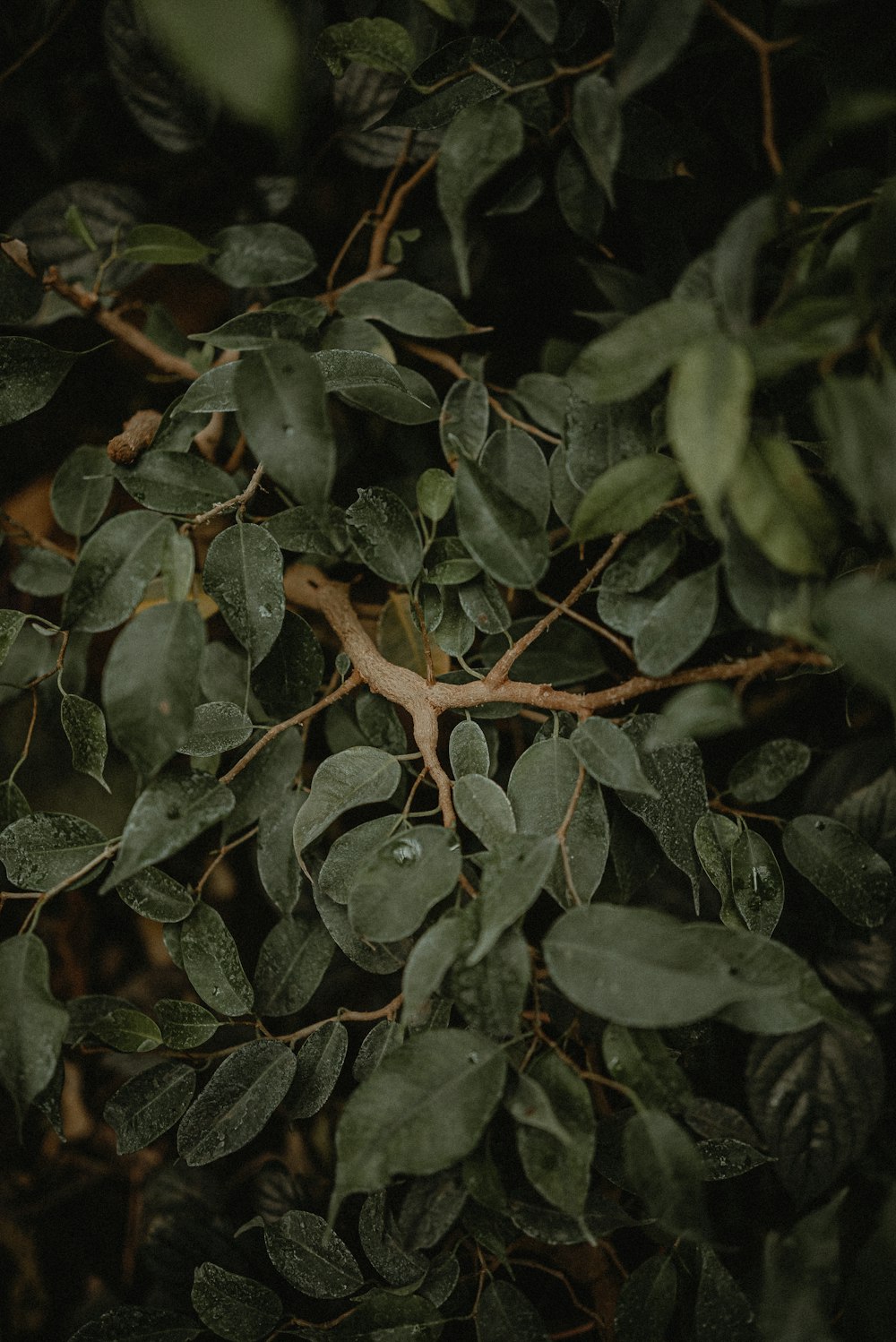 a close up of a tree with leaves