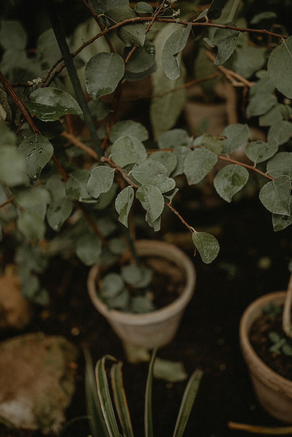 a couple of potted plants sitting next to each other