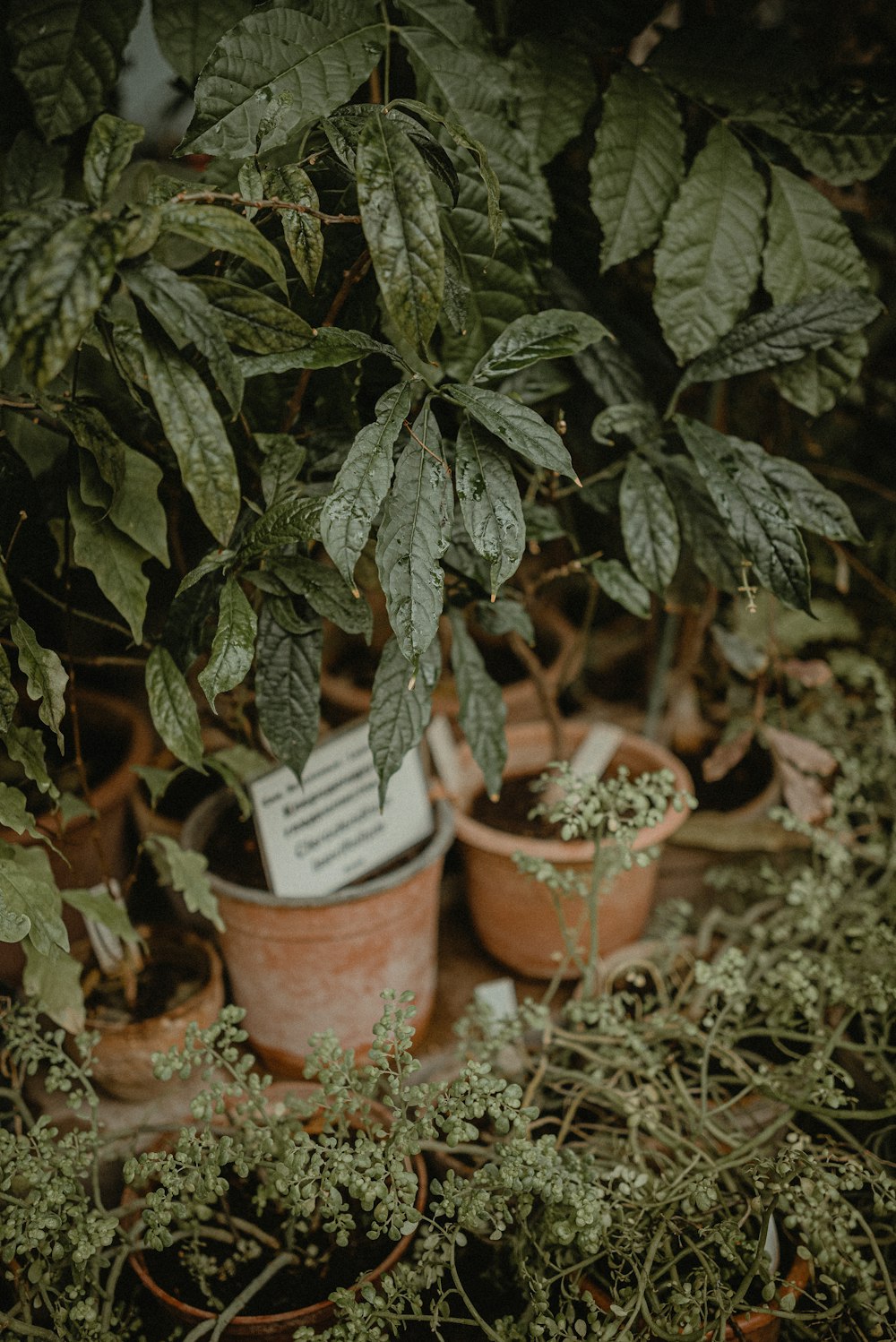 a group of potted plants sitting next to each other