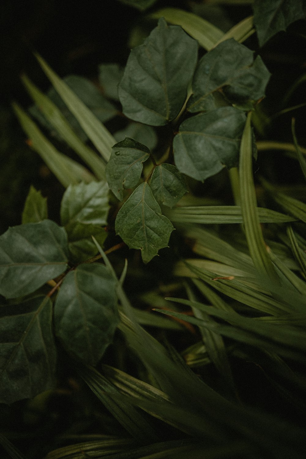 a close up of a plant with green leaves