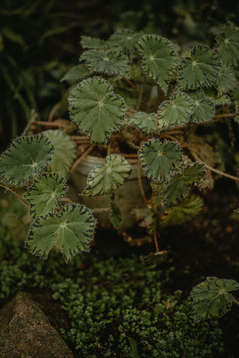 a close up of a plant with green leaves