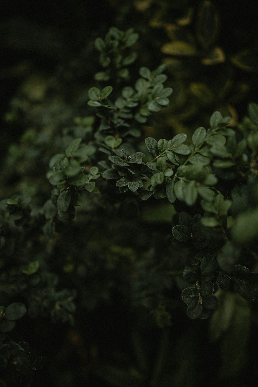 a close up of a plant with green leaves