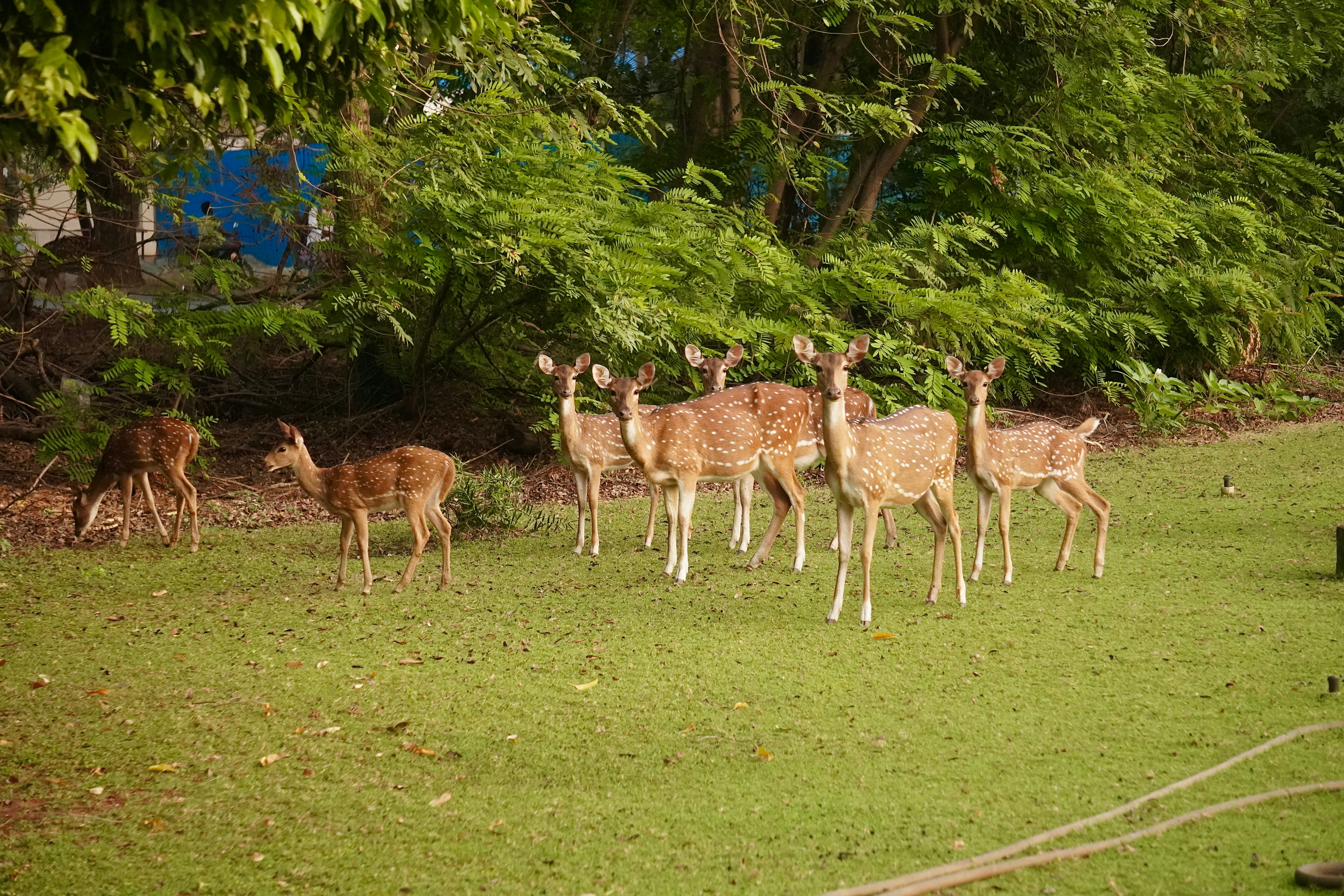 Innovation in Animal Welfare and Enrichment (image credits: unsplash)