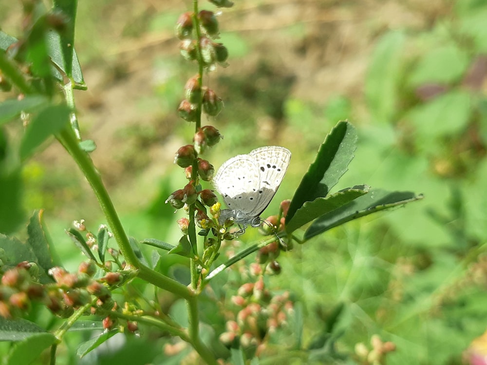 una mariposa blanca sentada encima de una planta verde