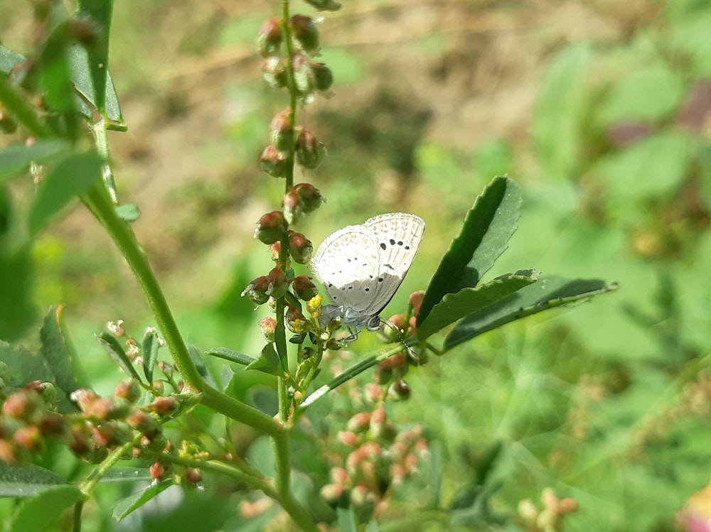 a white butterfly sitting on top of a green plant