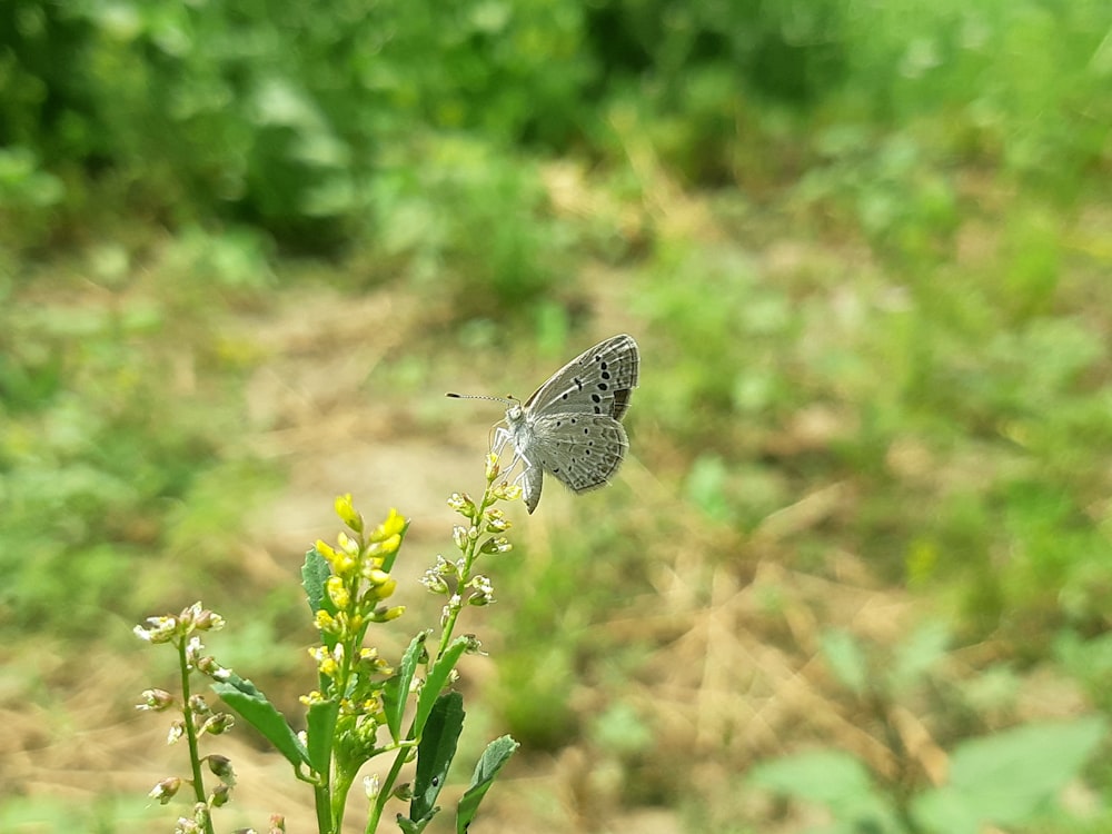 ein kleiner Schmetterling, der auf einer grünen Pflanze sitzt