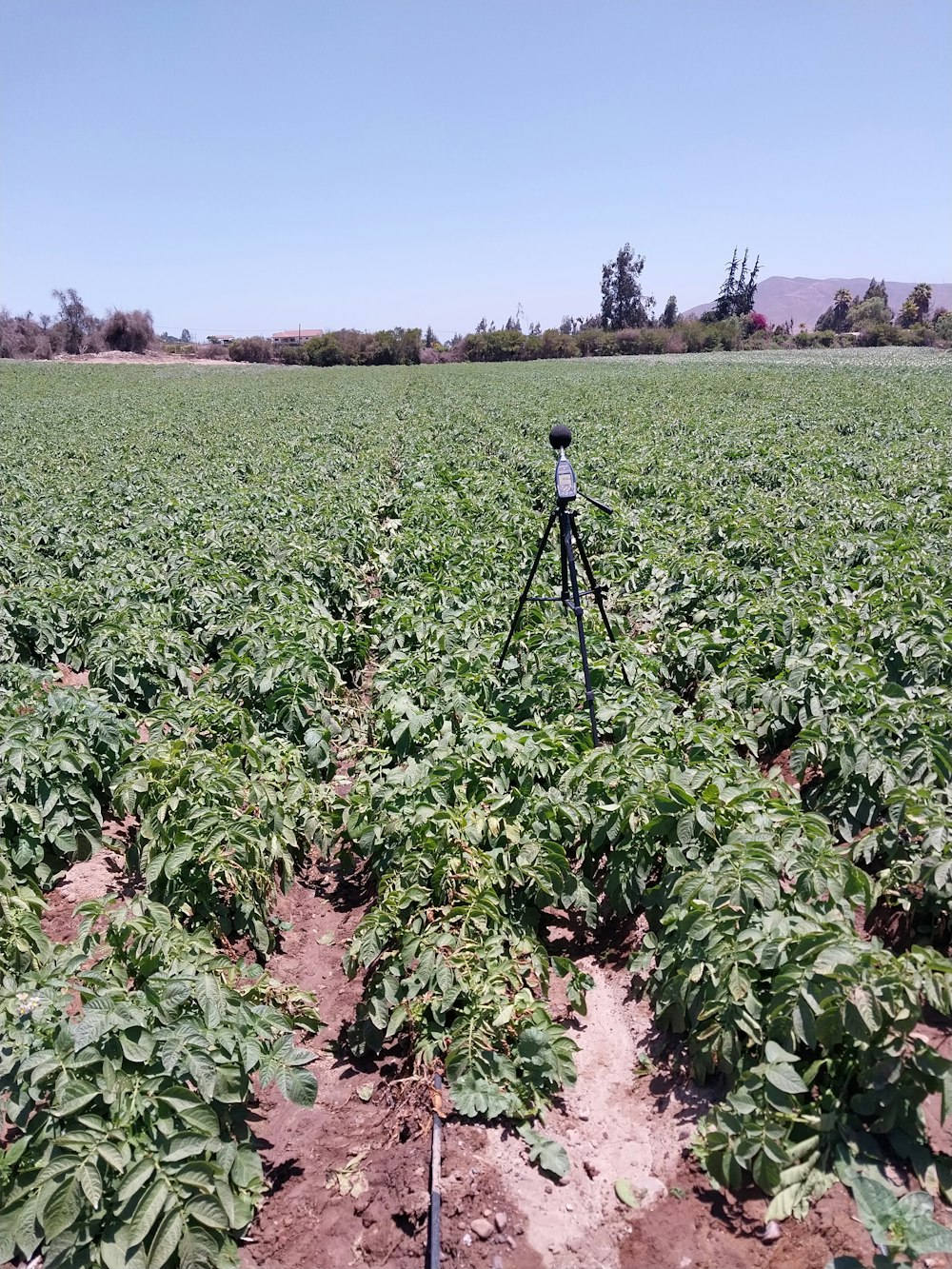 a field with a camera on a tripod