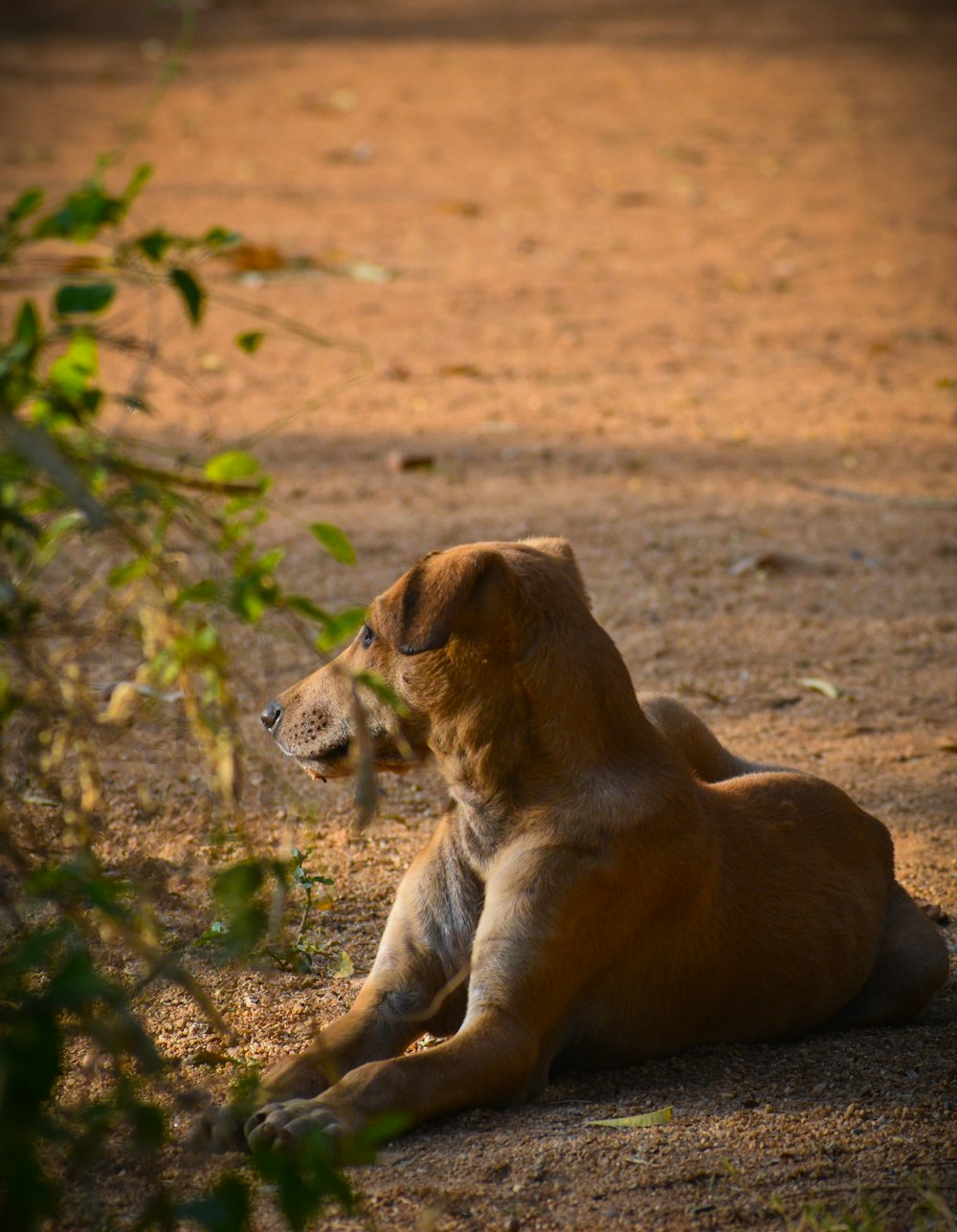 a brown dog laying on top of a dirt field