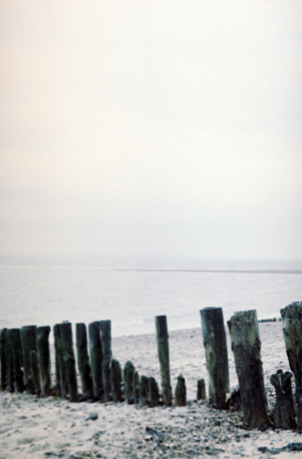 a lone bird sitting on a wooden post on the beach
