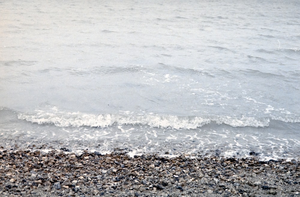 a bird standing on a beach next to the ocean