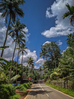 a street lined with palm trees under a cloudy blue sky
