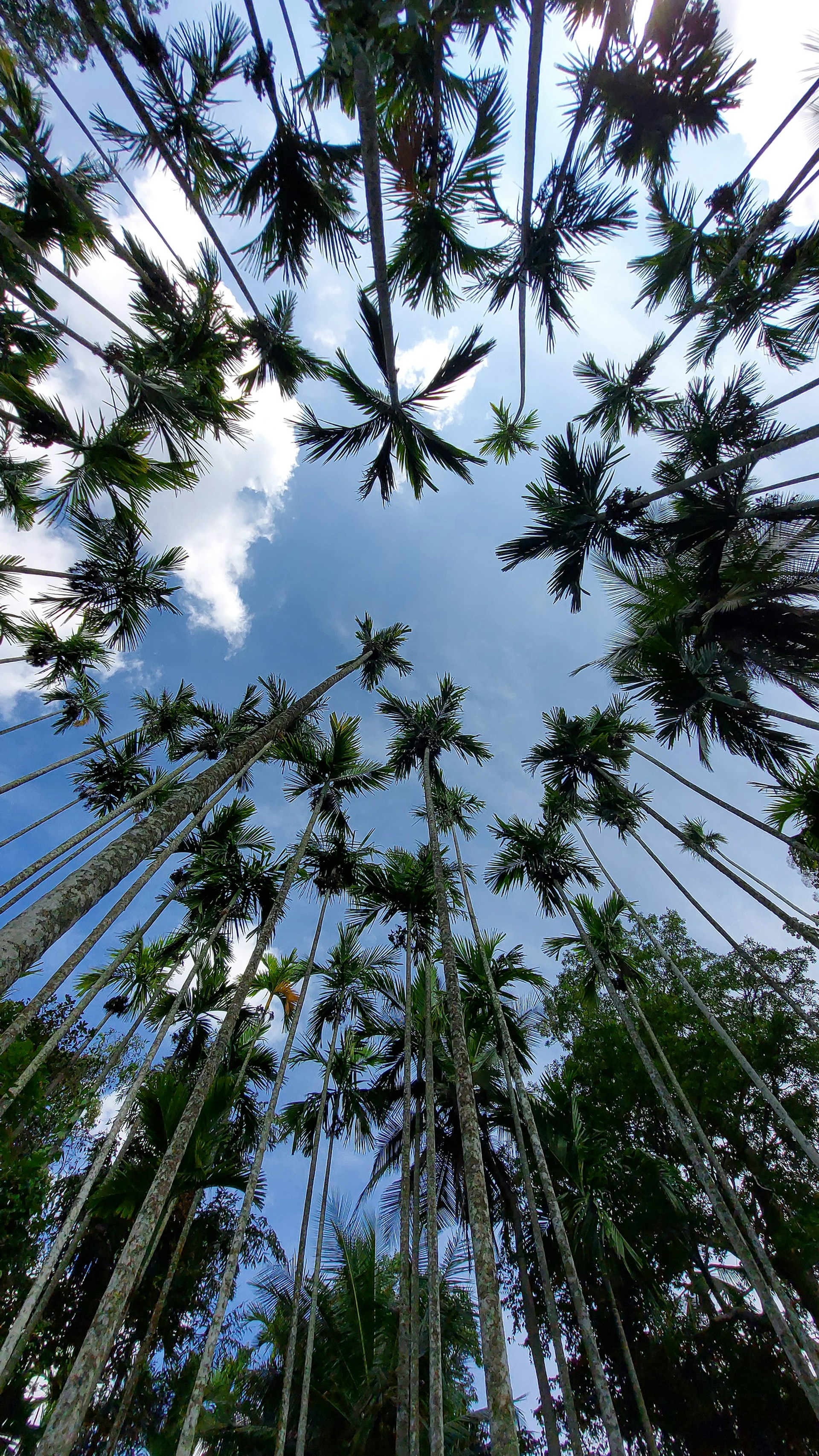 a group of palm trees with a blue sky in the background