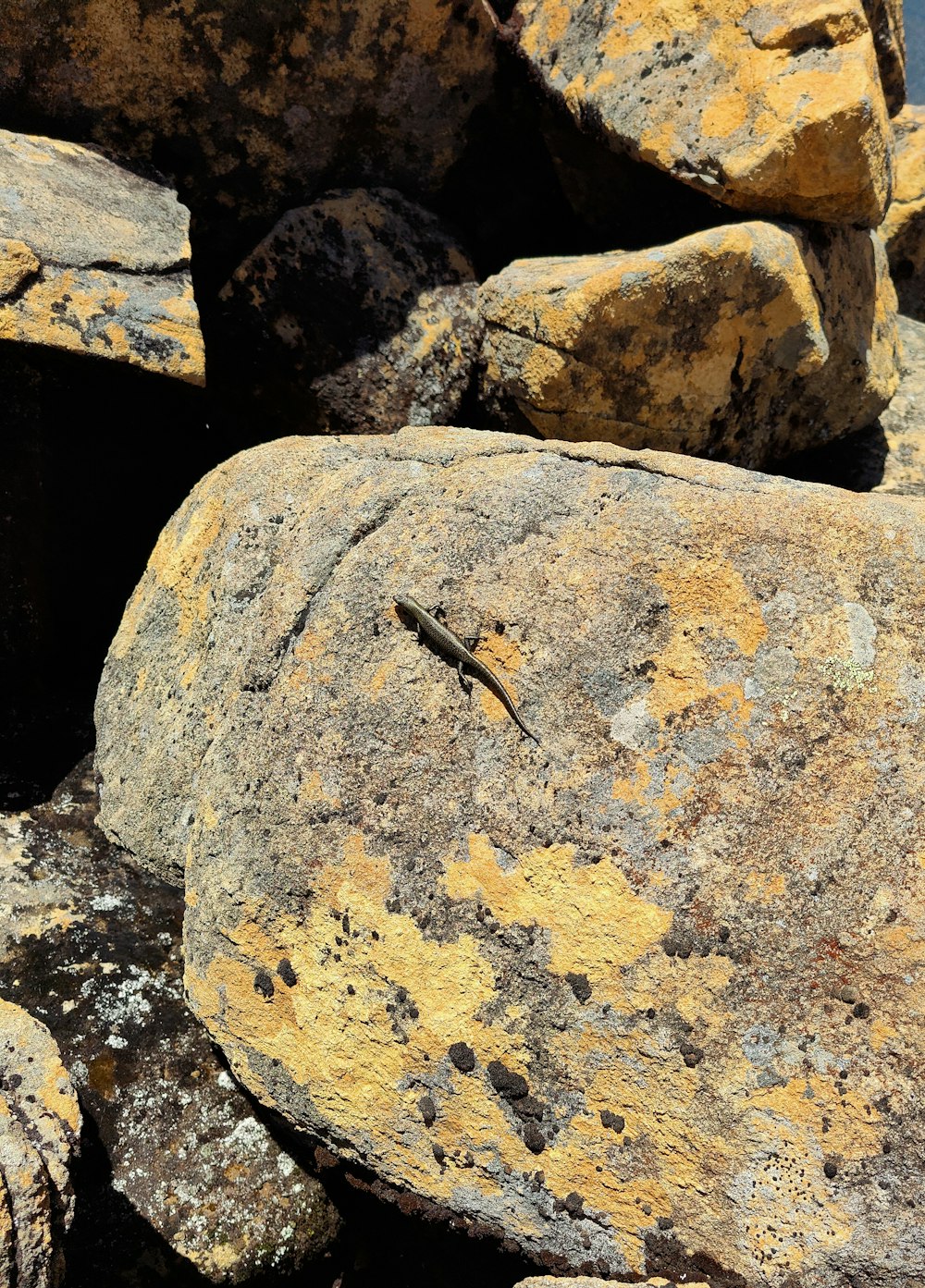 una lucertola seduta in cima a una roccia ricoperta di licheni