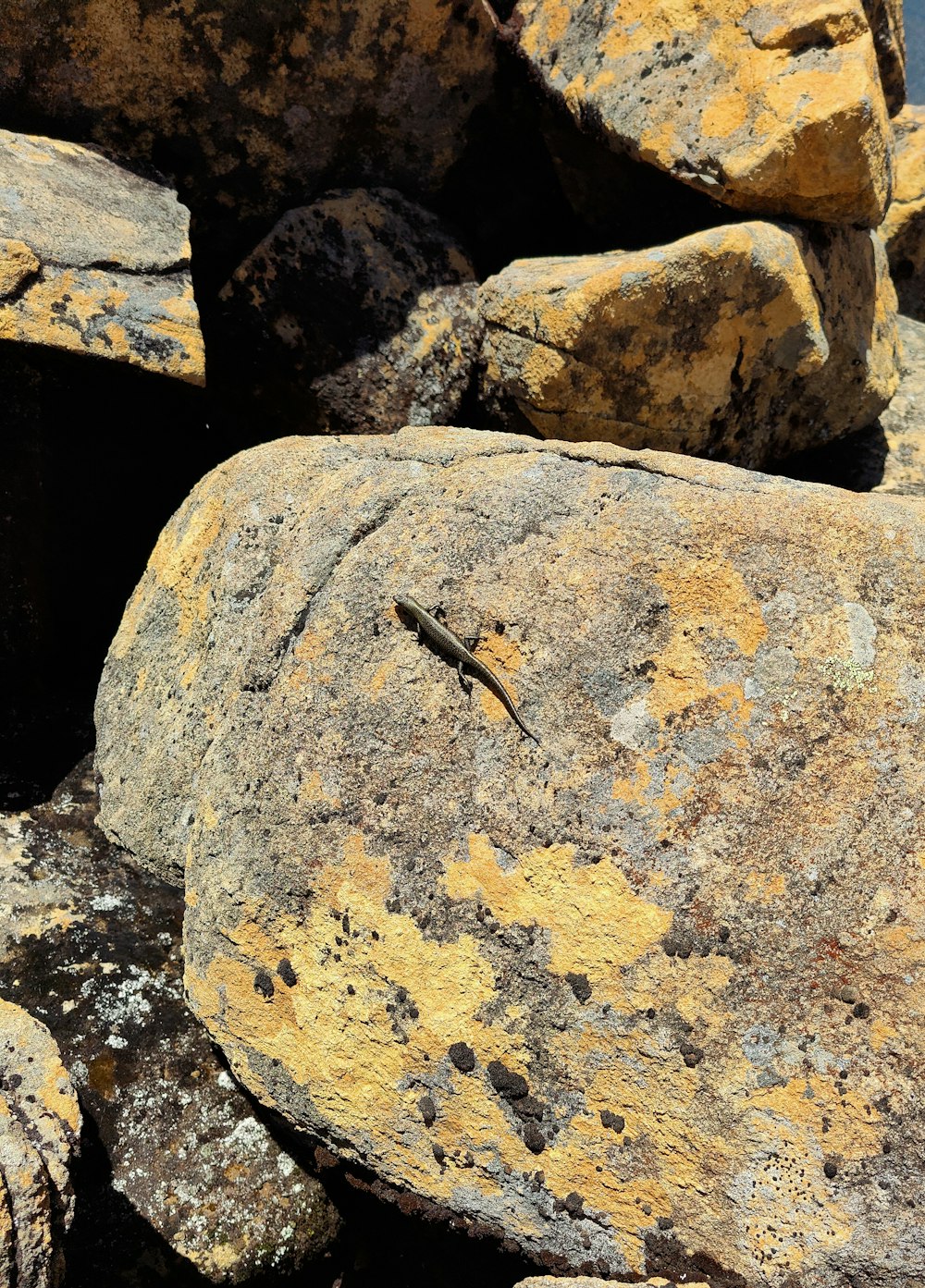 a lizard sitting on top of a rock covered in lichen