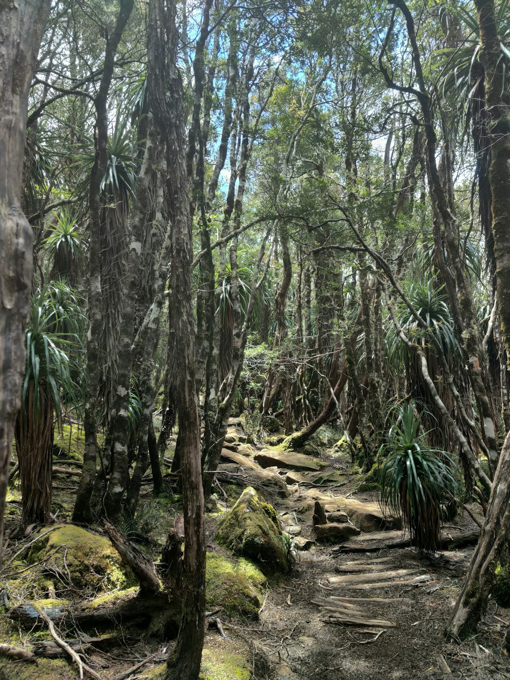 a path in the middle of a forest with lots of trees