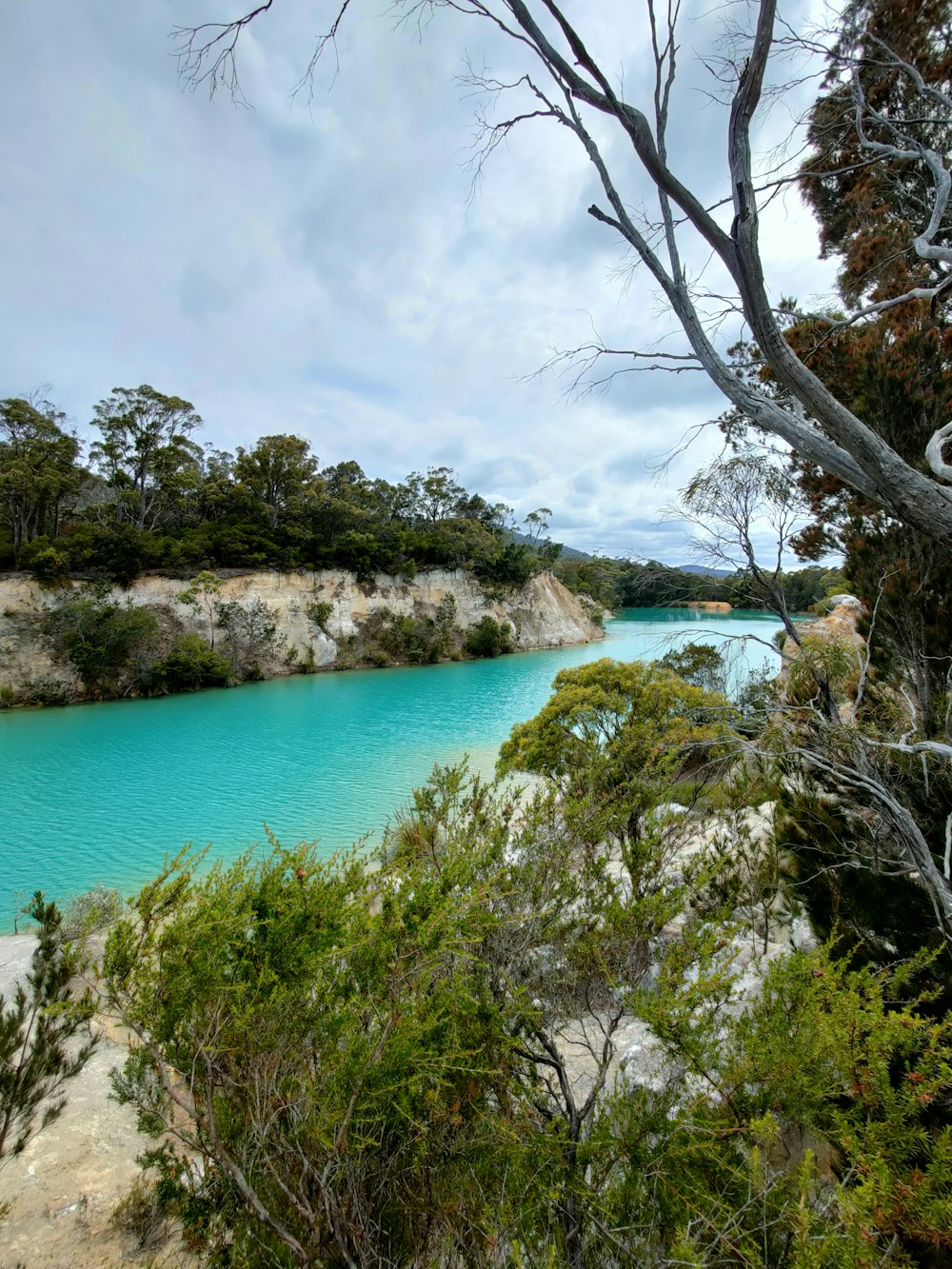 a body of water surrounded by trees and bushes