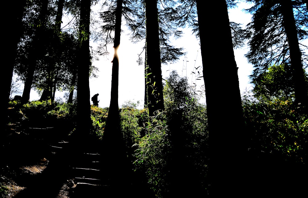 a person walking up a set of stairs in the woods