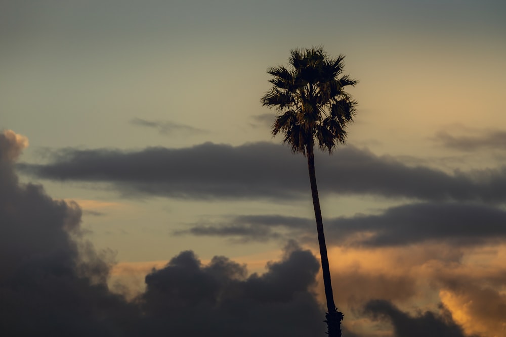 a palm tree is silhouetted against a cloudy sky