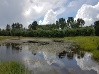 a pond surrounded by tall grass and trees