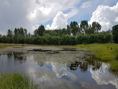 a pond surrounded by tall grass and trees