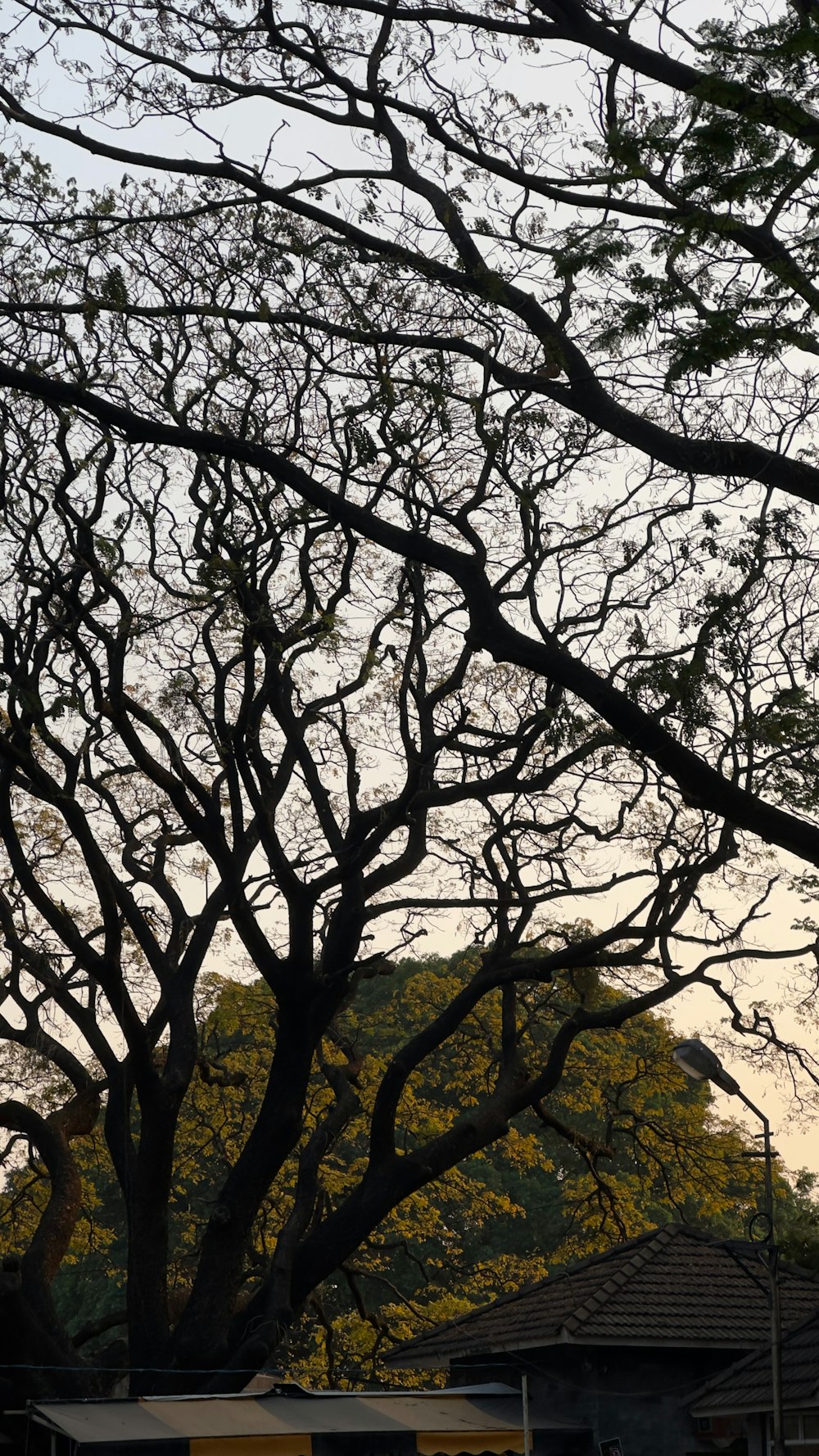 a tree with no leaves in front of a house