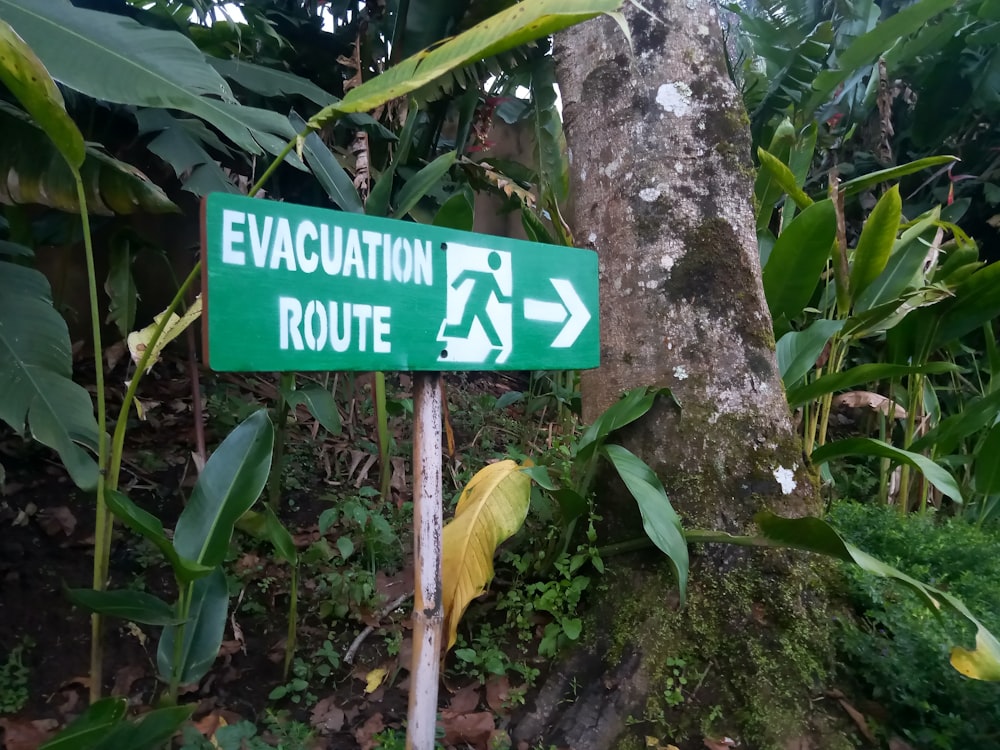 a green street sign sitting on the side of a lush green forest