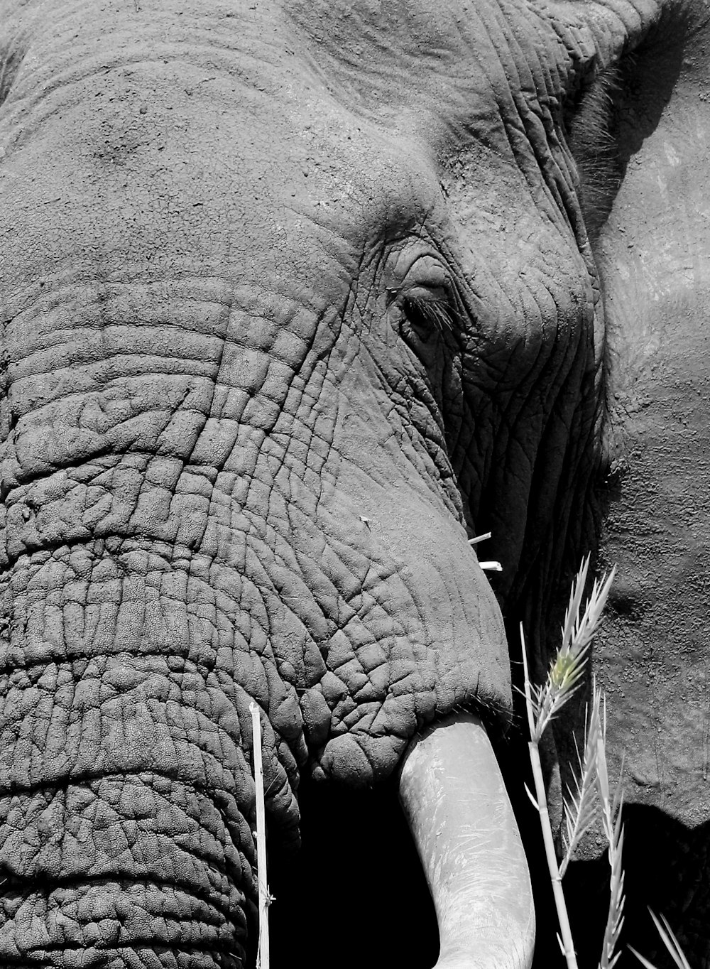 a close up of an elephant's face and trunk