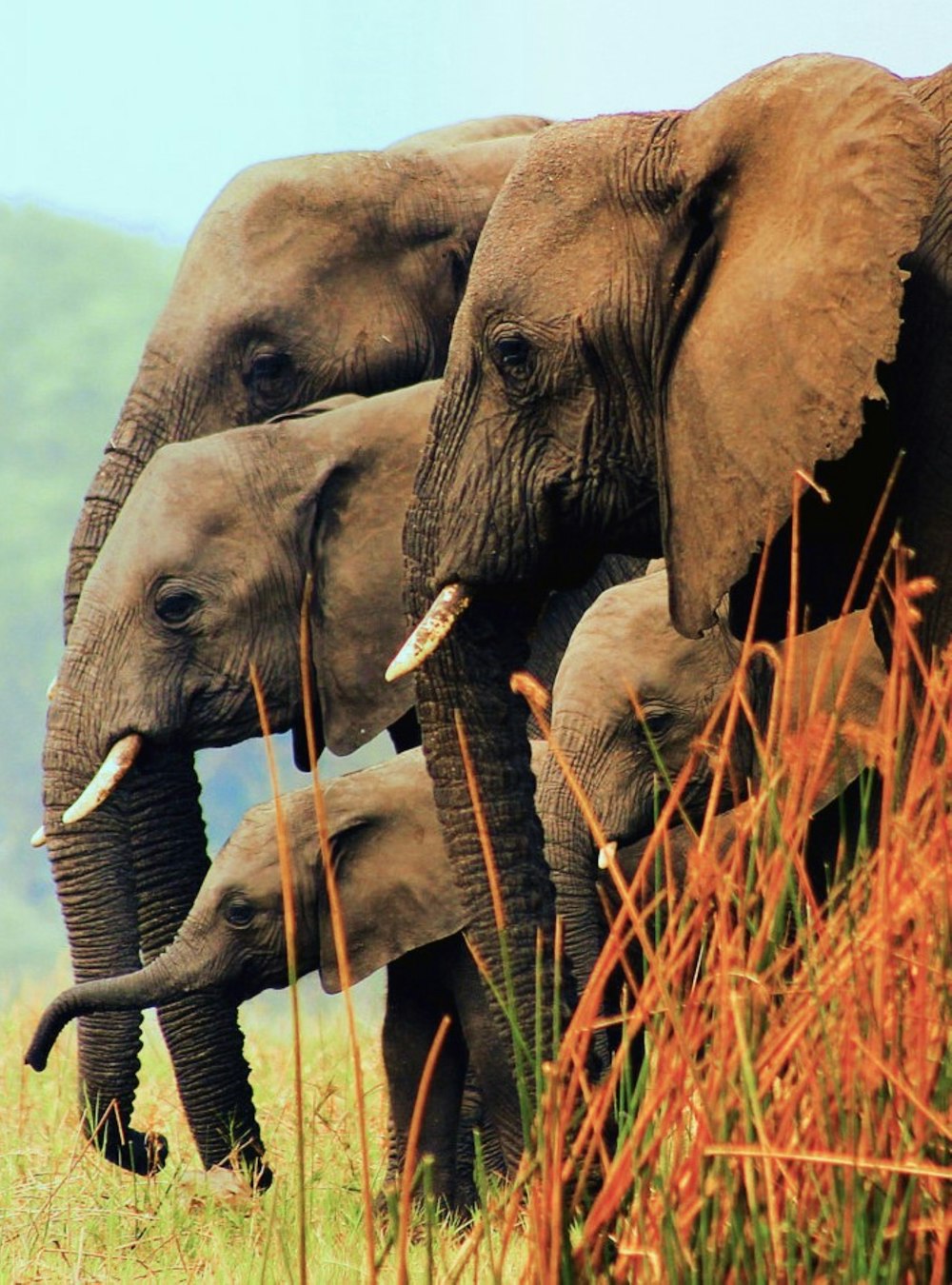 a herd of elephants standing on top of a grass covered field