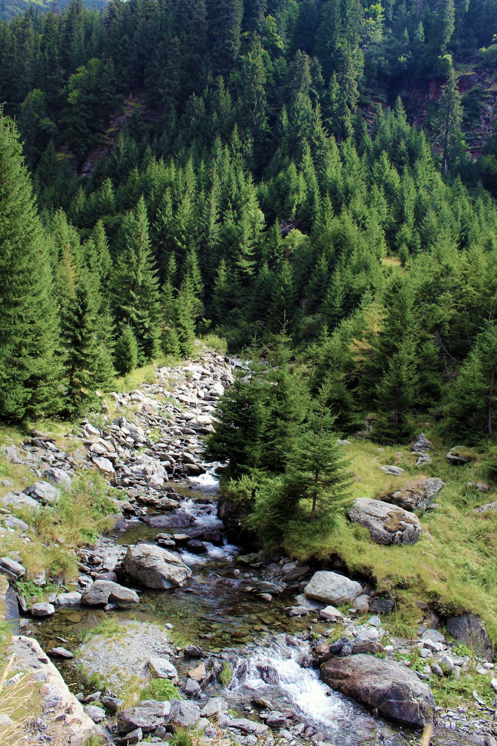 a stream running through a lush green forest