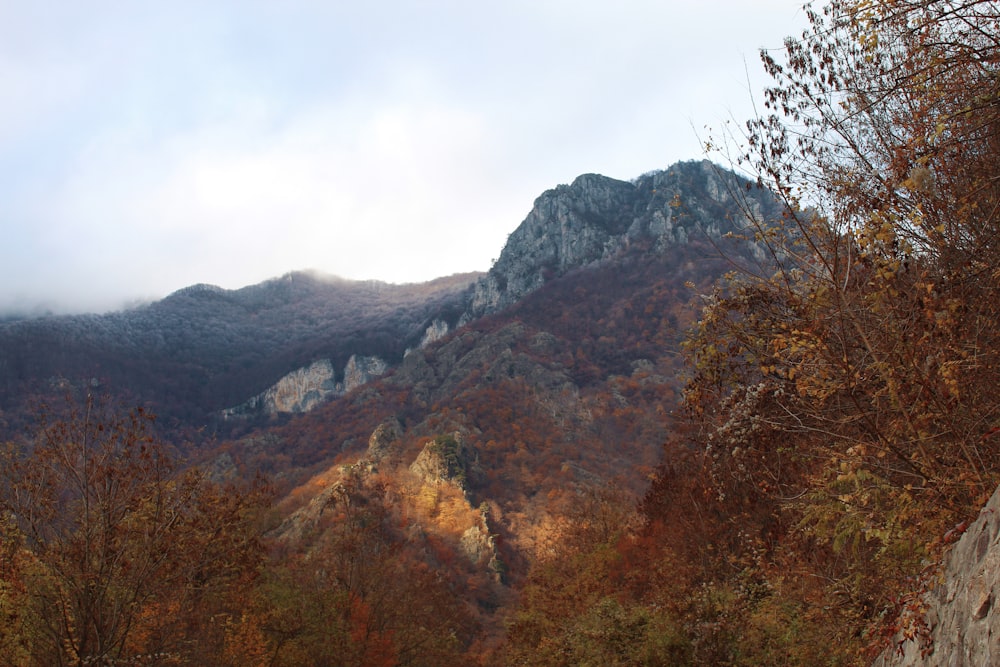 a view of a mountain range with trees in the foreground