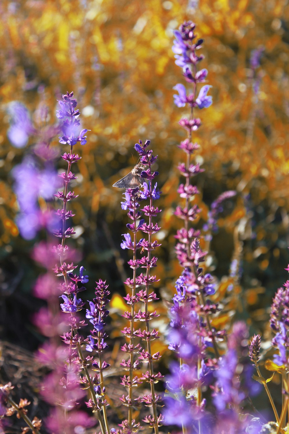 a field full of purple and yellow flowers